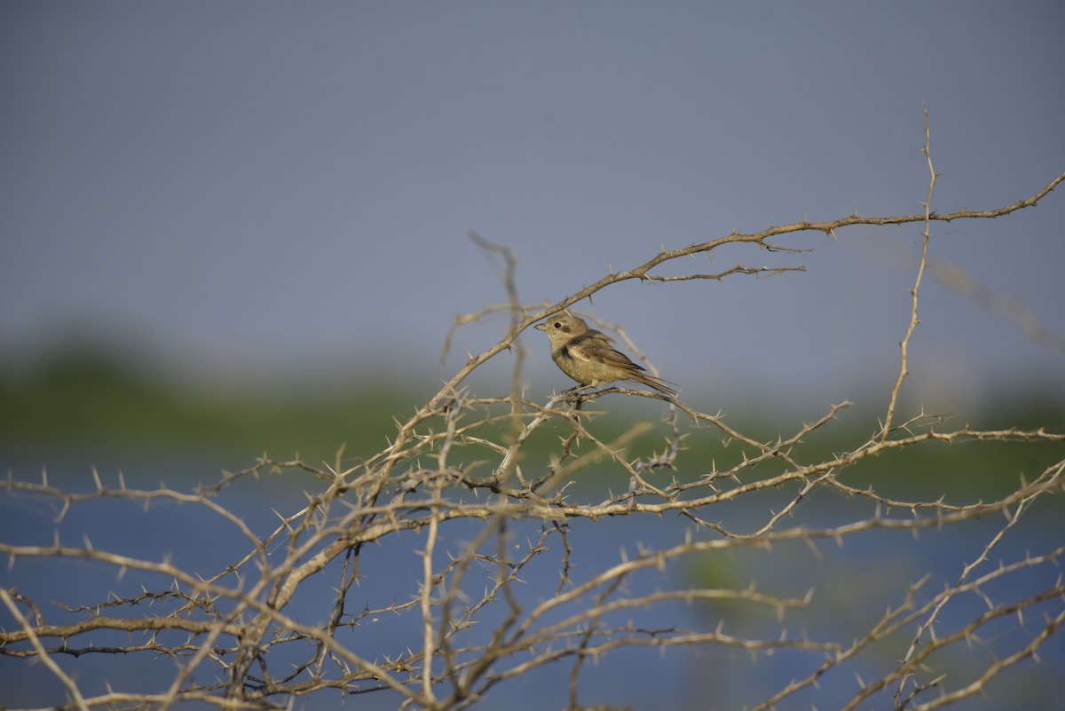 Isabelline Shrike - ML642600682