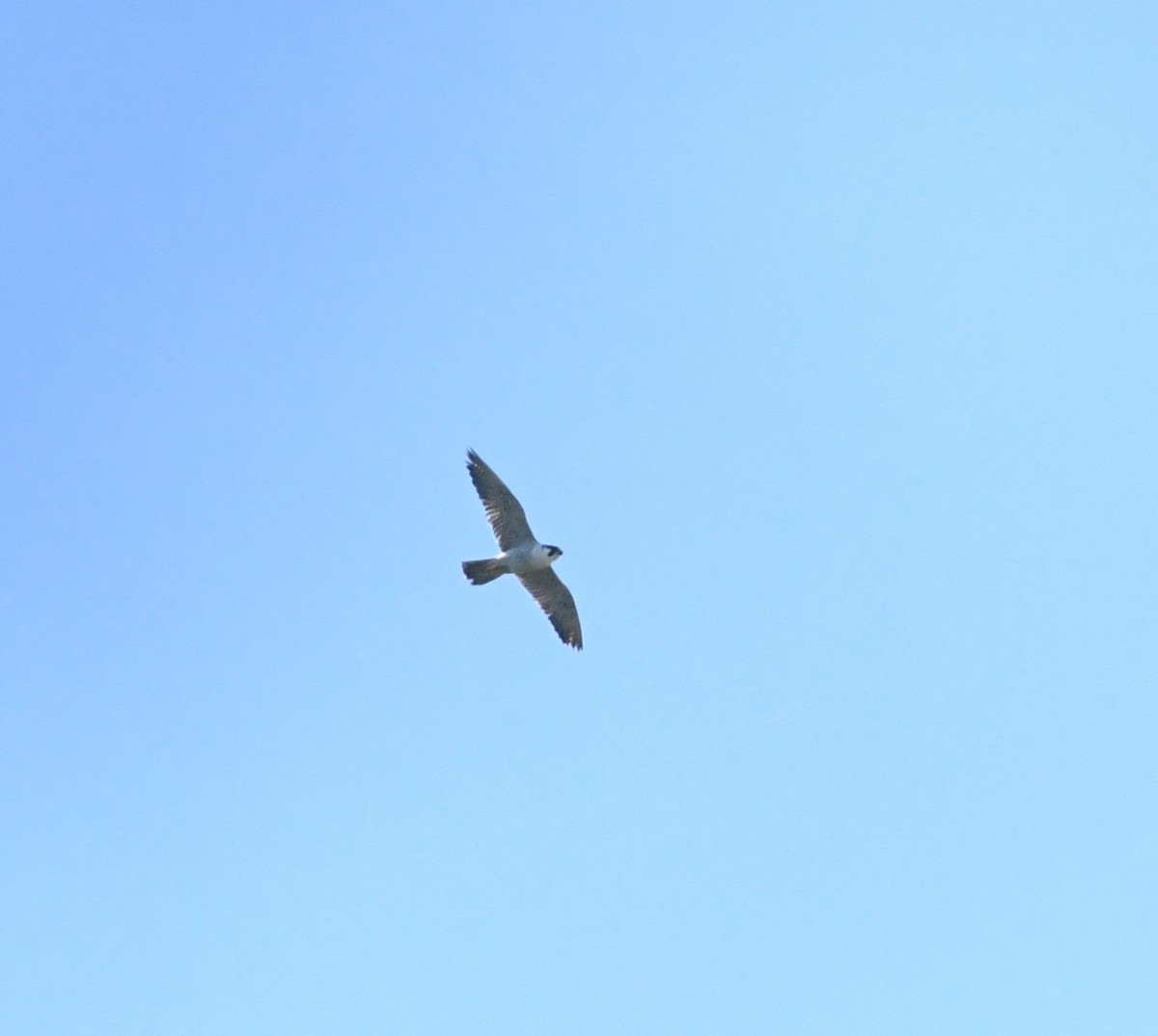 Peregrine Falcon - ML642600687
