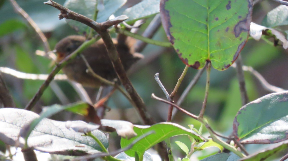 Pacific Wren - ML642600695