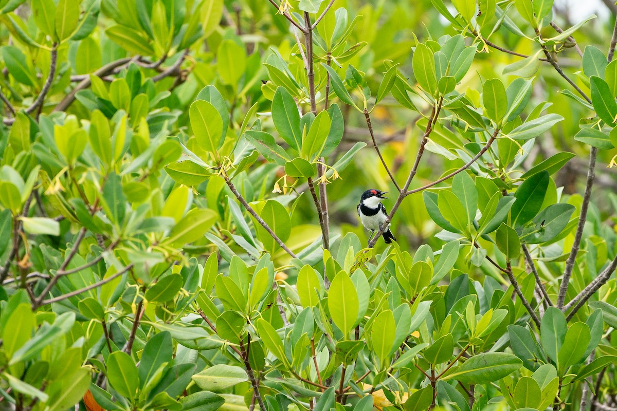 Brown-throated Wattle-eye - ML642600700