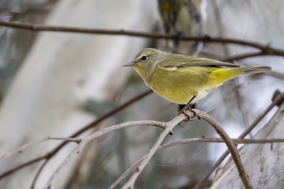 Orange-crowned Warbler - ML642600701
