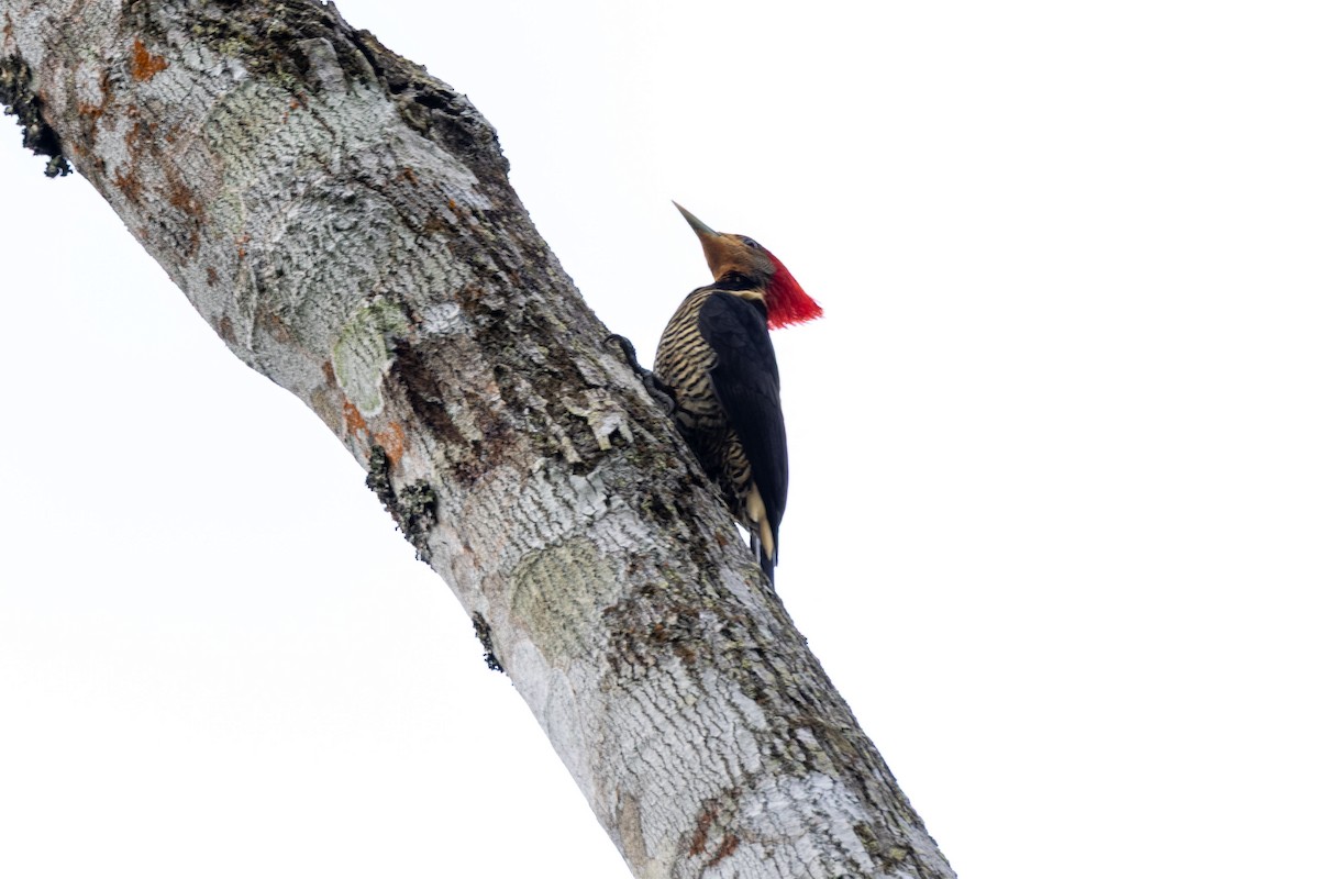 Helmeted Woodpecker - ML642600704