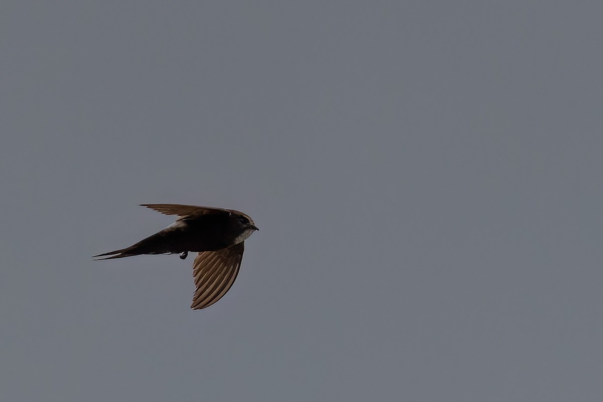 White-rumped Swift - ML642600709