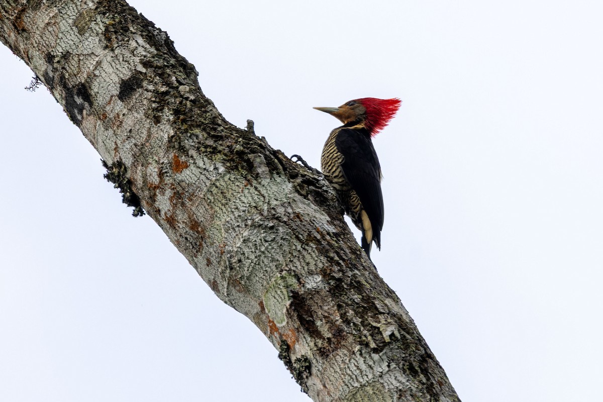 Helmeted Woodpecker - ML642600713