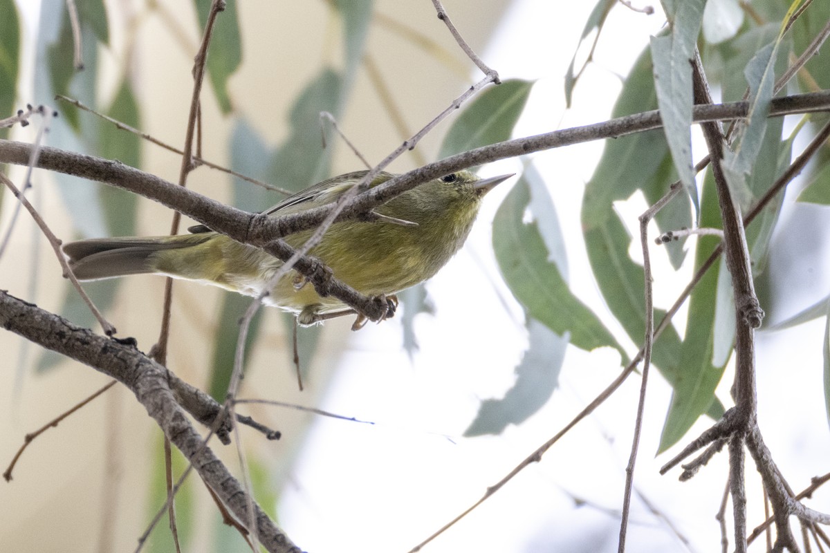 Orange-crowned Warbler (sordida) - ML642600715
