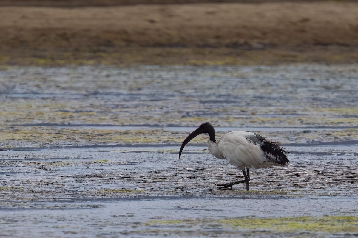 ibis posvátný - ML642600733