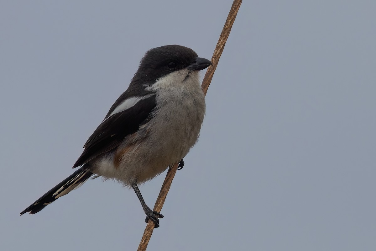 Southern Fiscal (Southern) - ML642600745