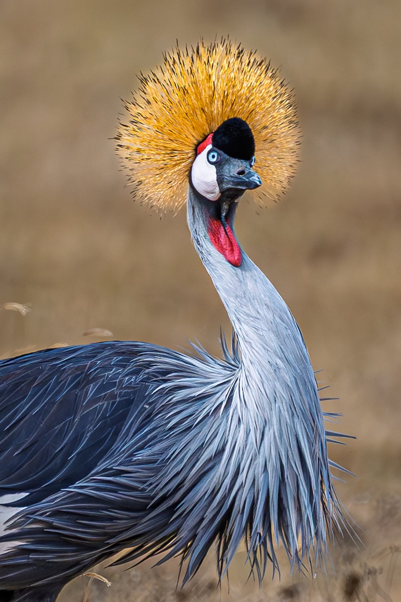 Gray Crowned-Crane - ML642600748