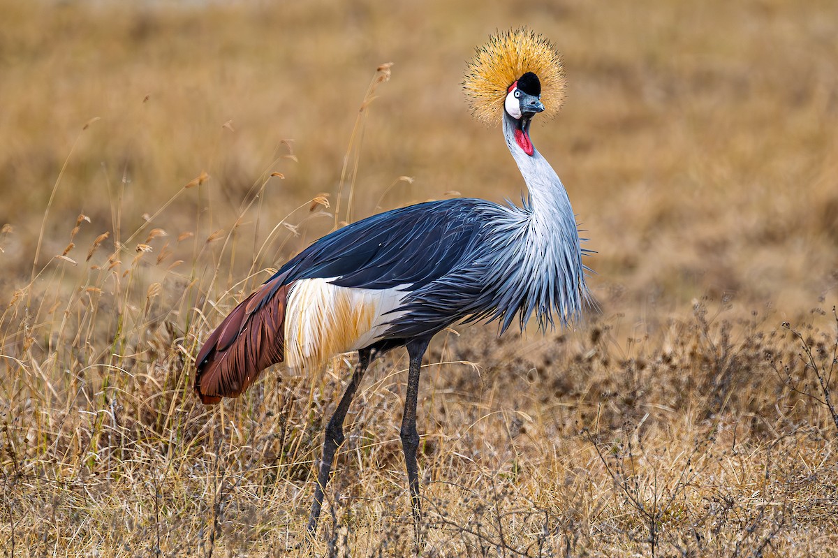 Gray Crowned-Crane - ML642600749