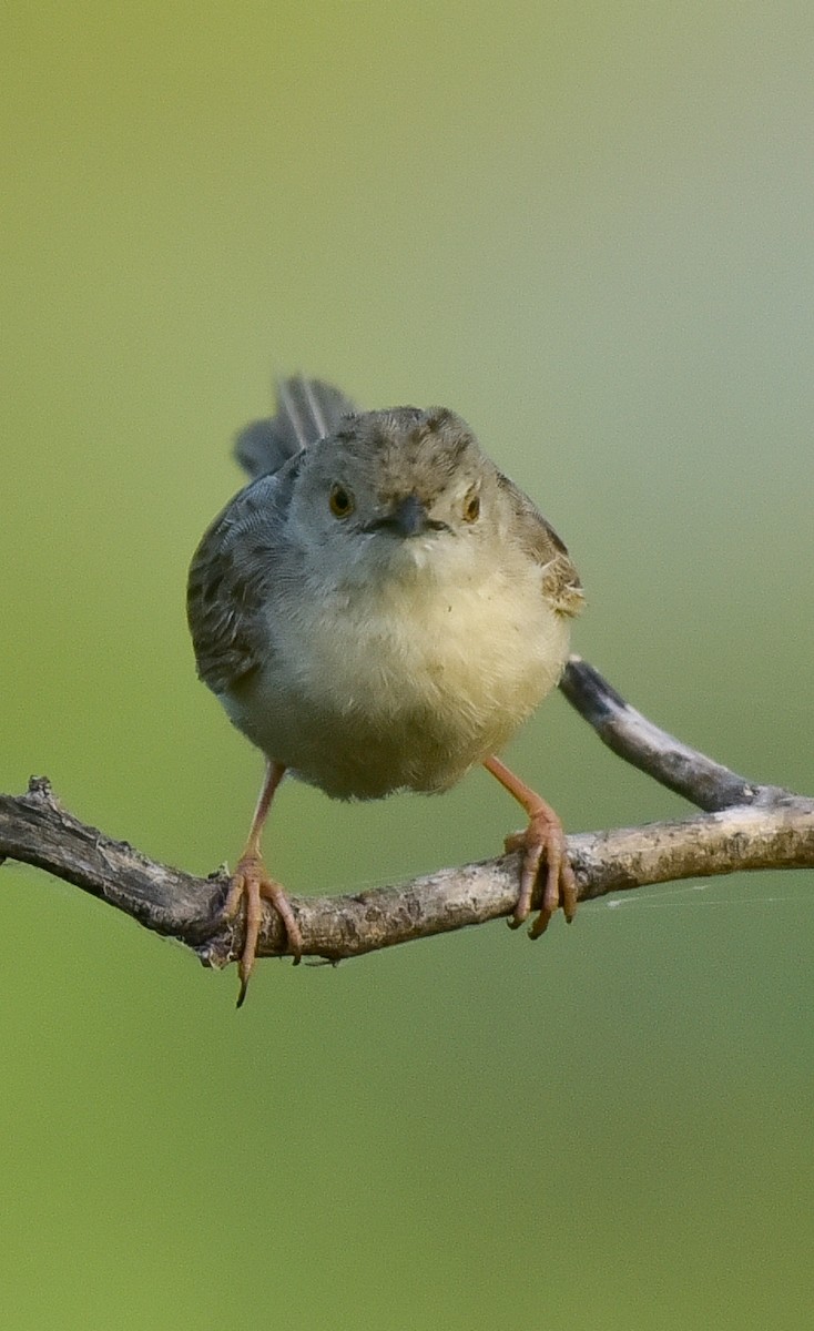 Delicate Prinia - ML642600759