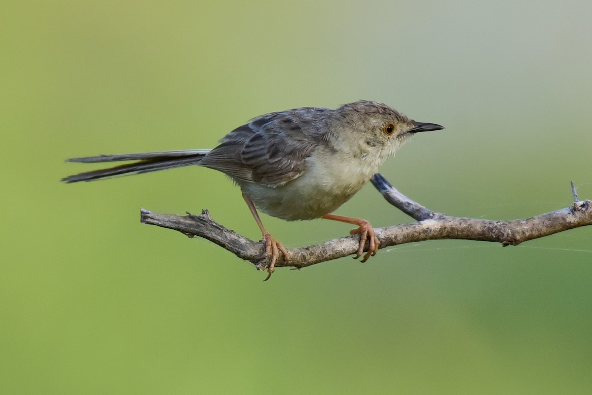 Delicate Prinia - ML642600760