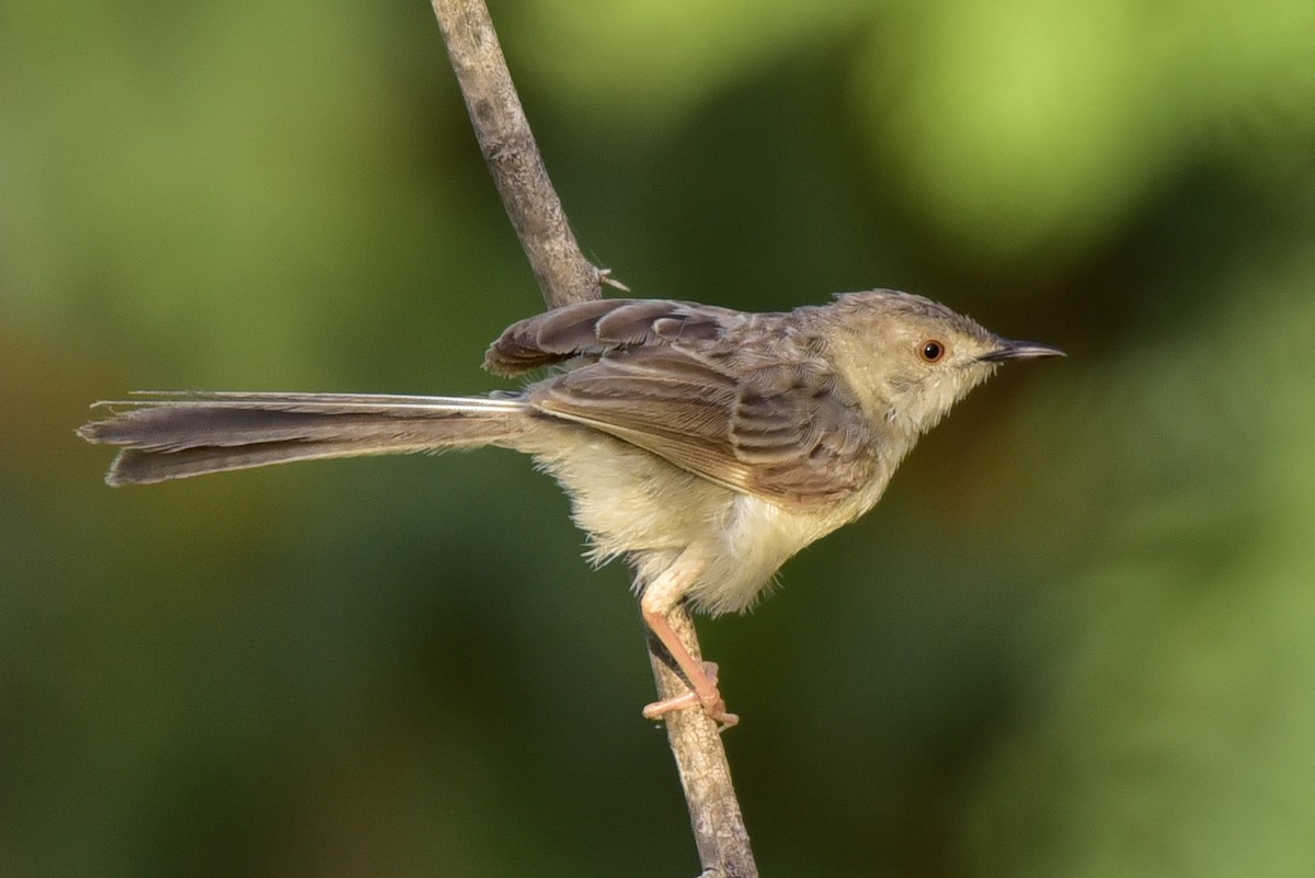 Delicate Prinia - ML642600761