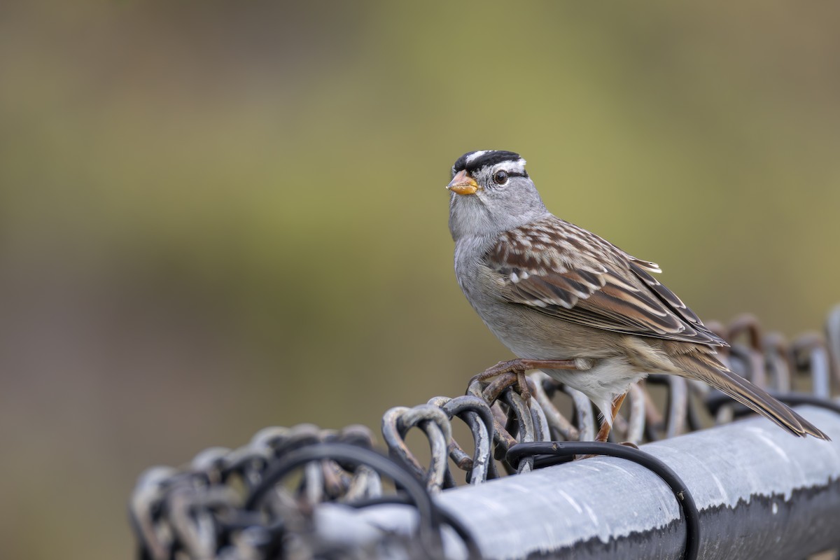 White-crowned Sparrow - ML642600768