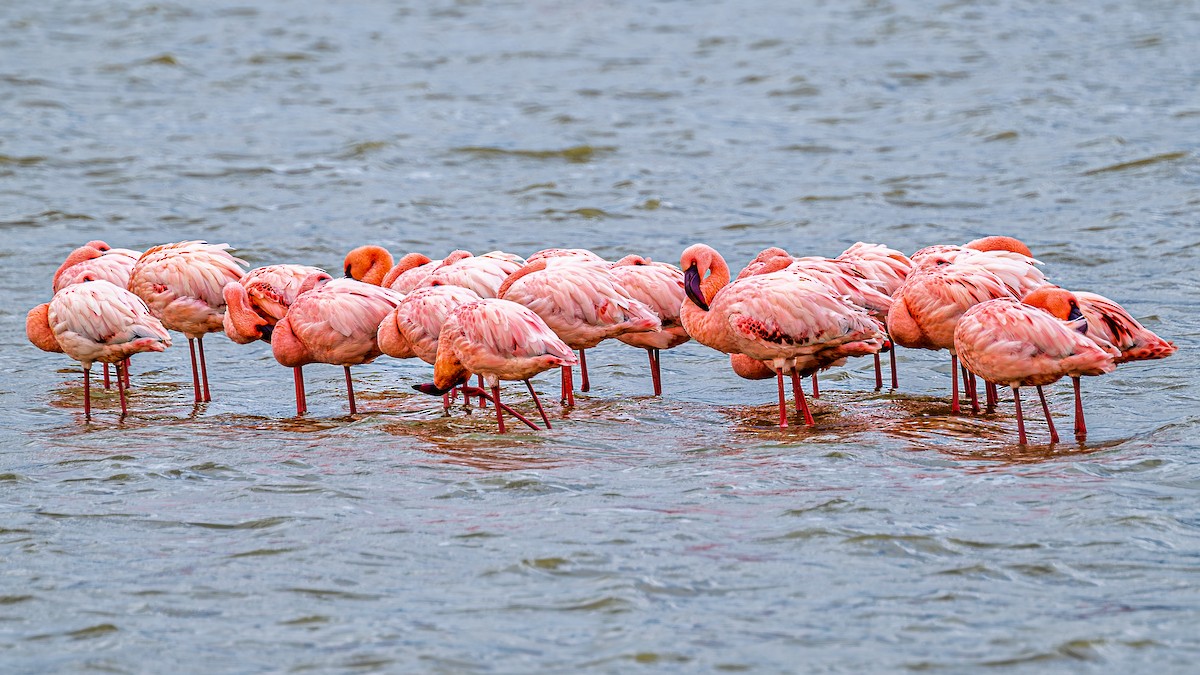 Lesser Flamingo - ML642600769