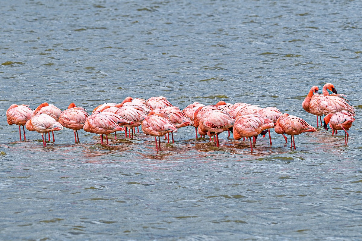 Lesser Flamingo - ML642600770