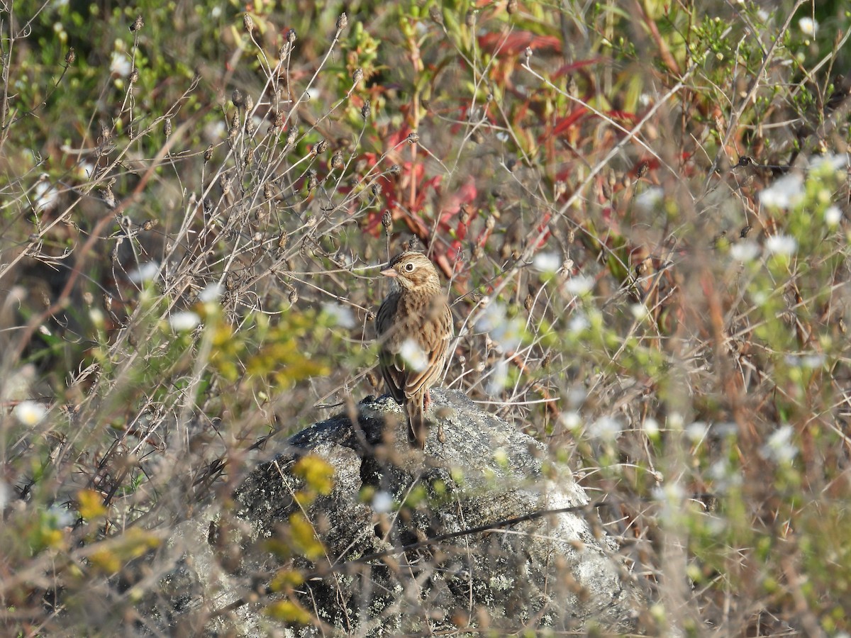 Vesper Sparrow - ML642600780