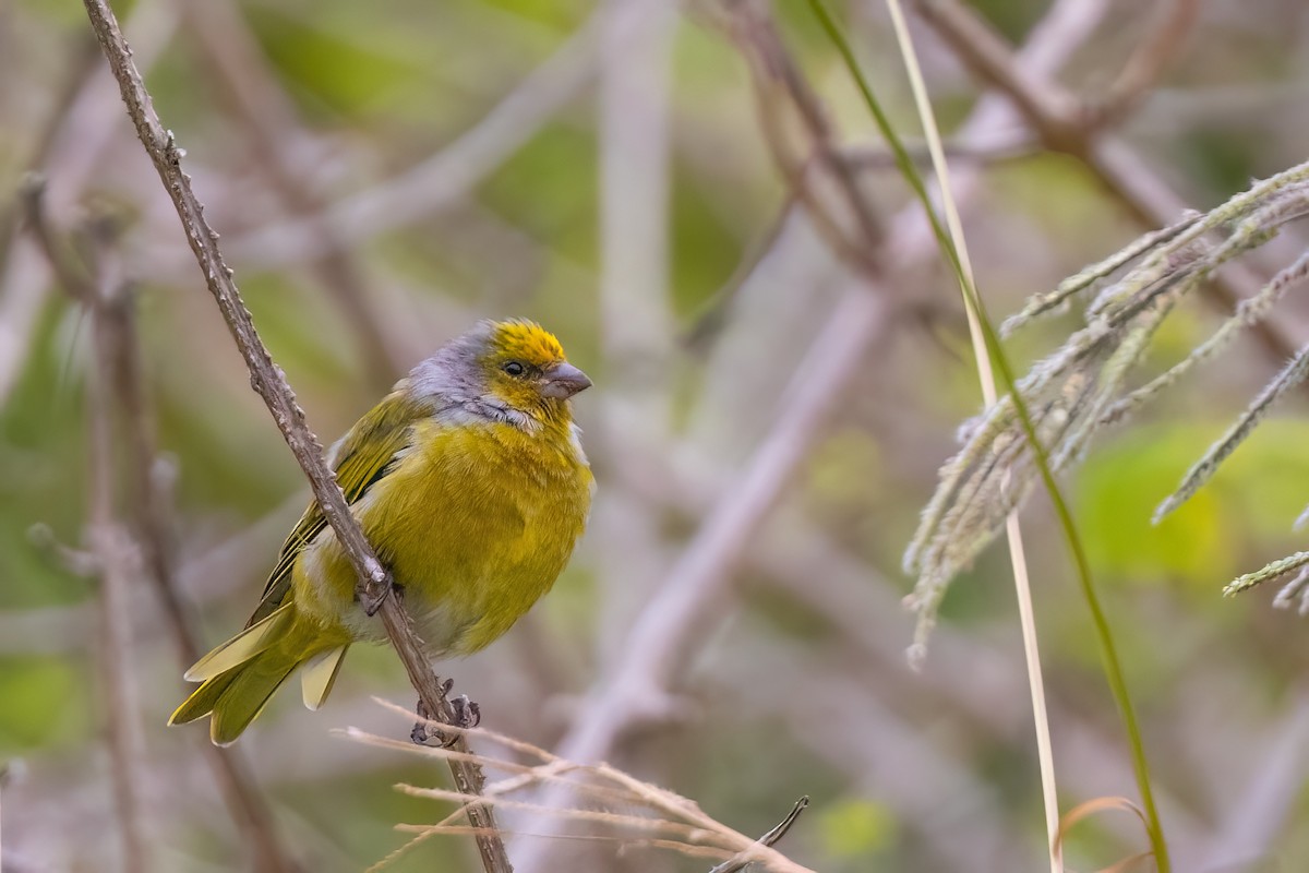 Cape Canary - ML642600788