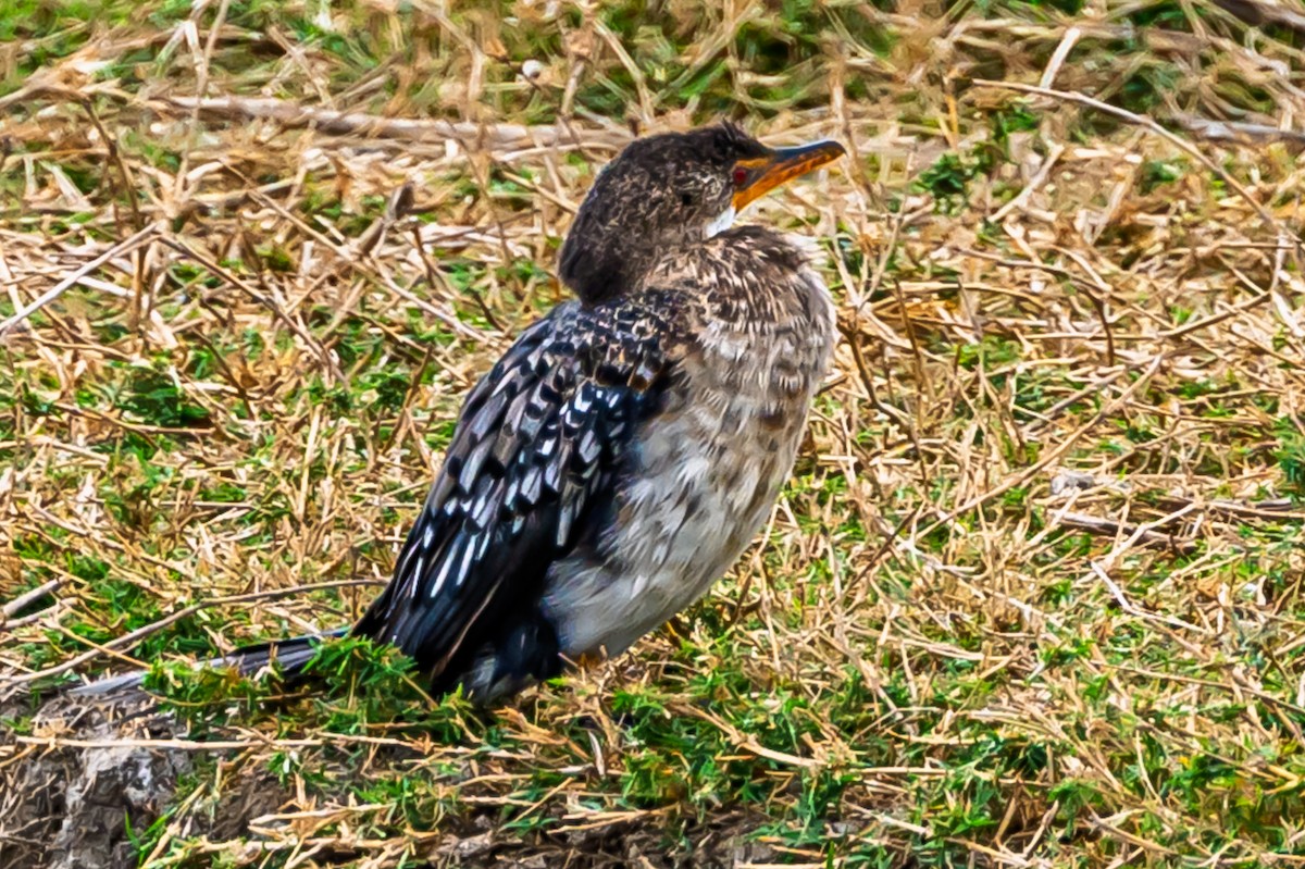 Reed Cormorant - ML642600790