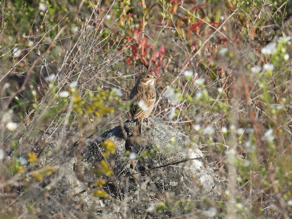 Vesper Sparrow - ML642600791
