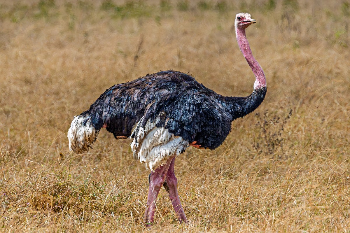 Common Ostrich - ML642600799
