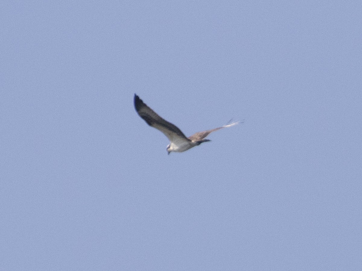 Balbuzard pêcheur - ML642600804