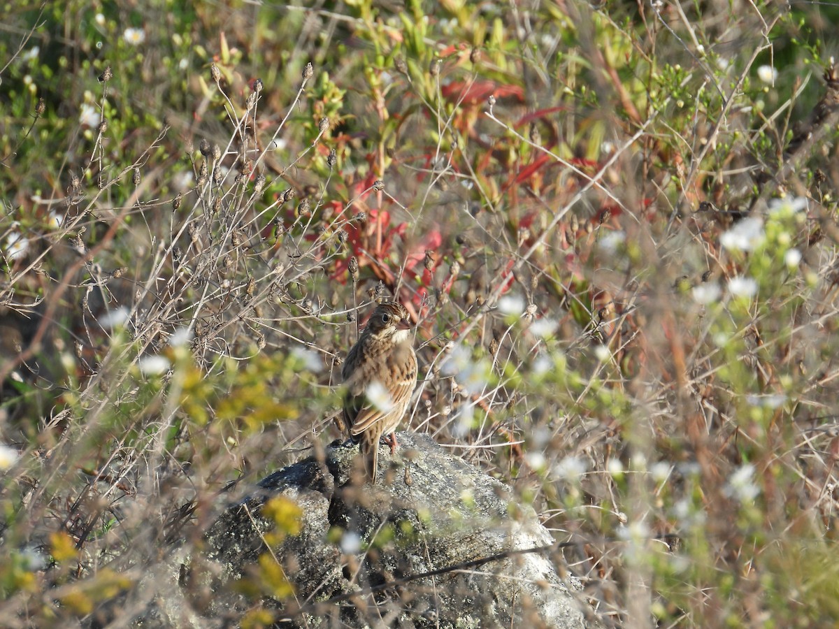 Vesper Sparrow - ML642600807