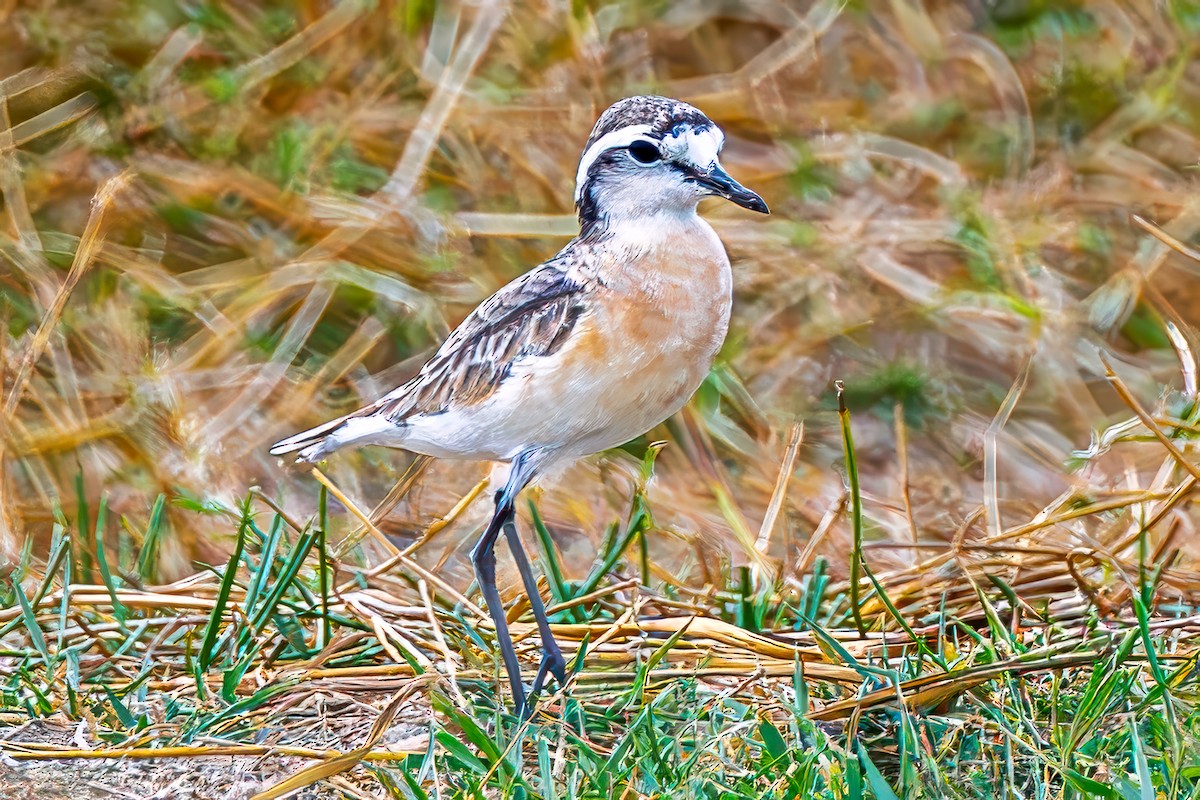 Kittlitz's Plover - ML642600810