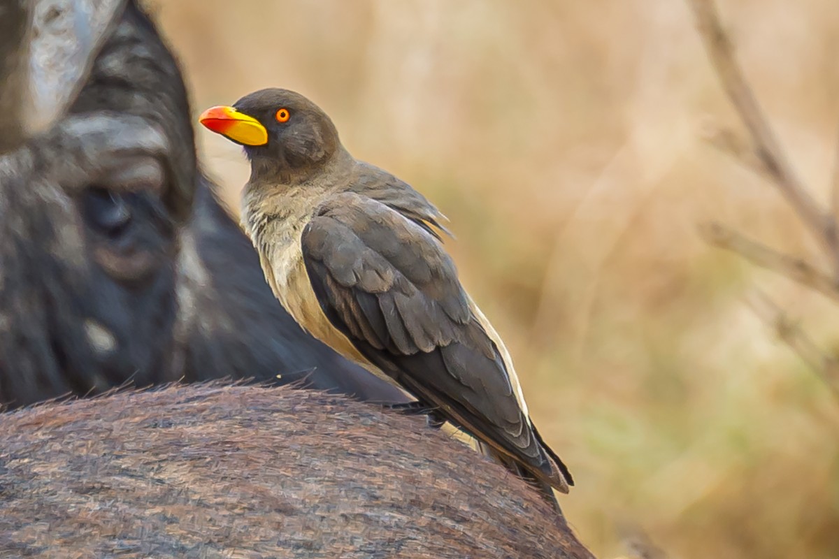 Yellow-billed Oxpecker - ML642600823