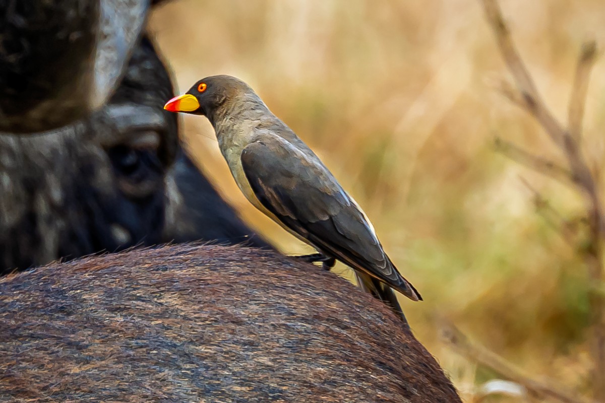 Yellow-billed Oxpecker - ML642600825