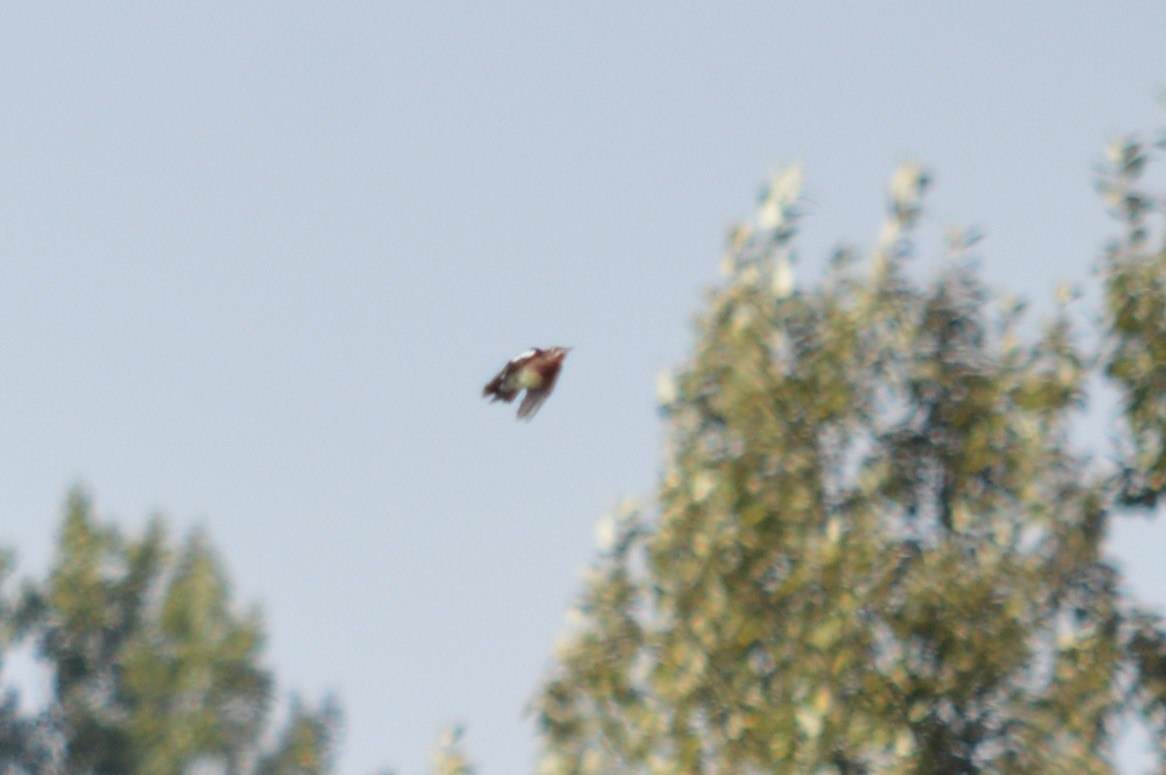Red-breasted Sapsucker - ML642600840