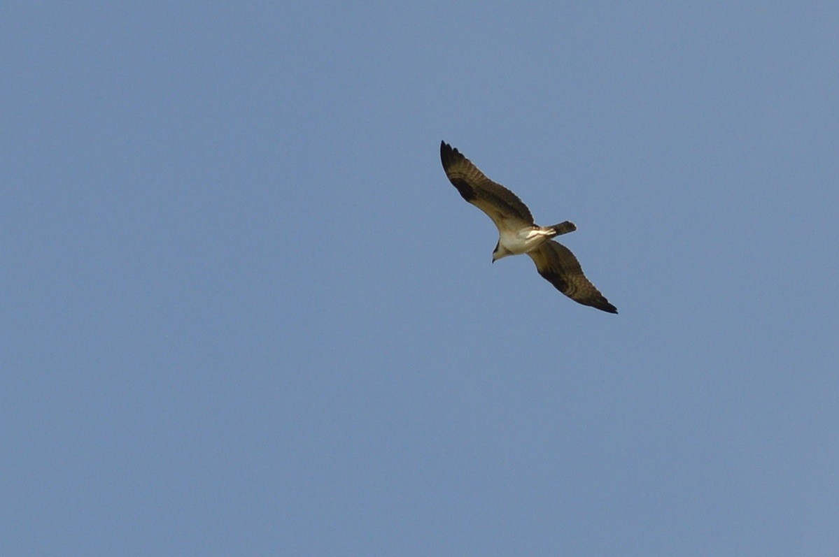 Osprey - ML642600848