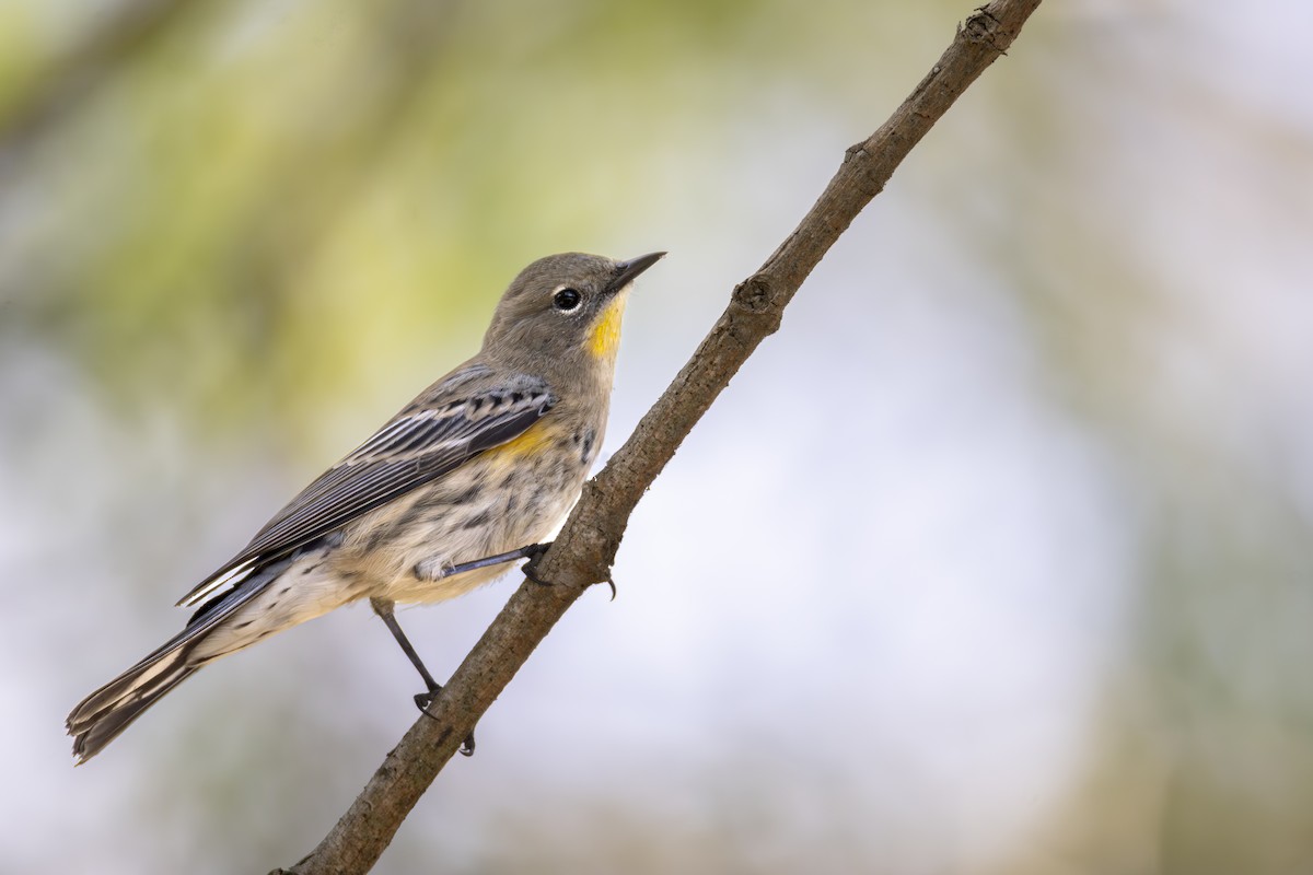 Yellow-rumped Warbler - ML642600853