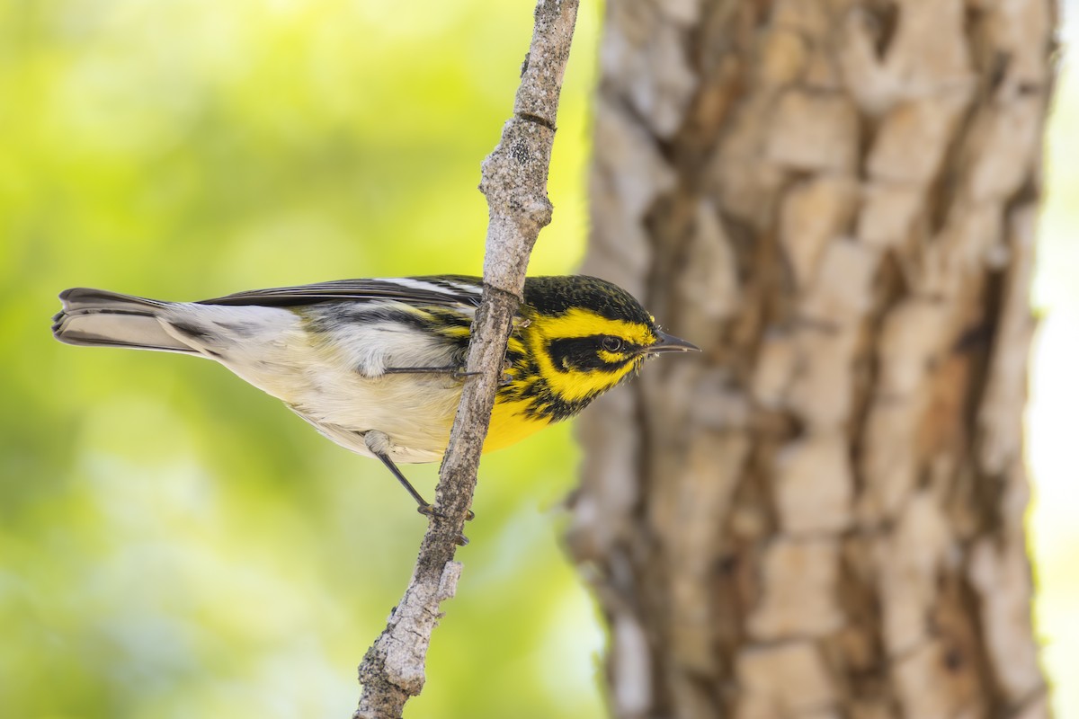 Townsend's Warbler - ML642600858