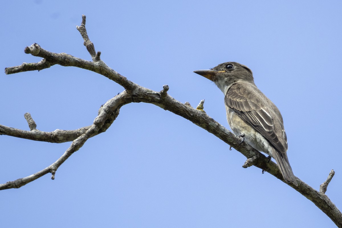 Olive-sided Flycatcher - ML642600864