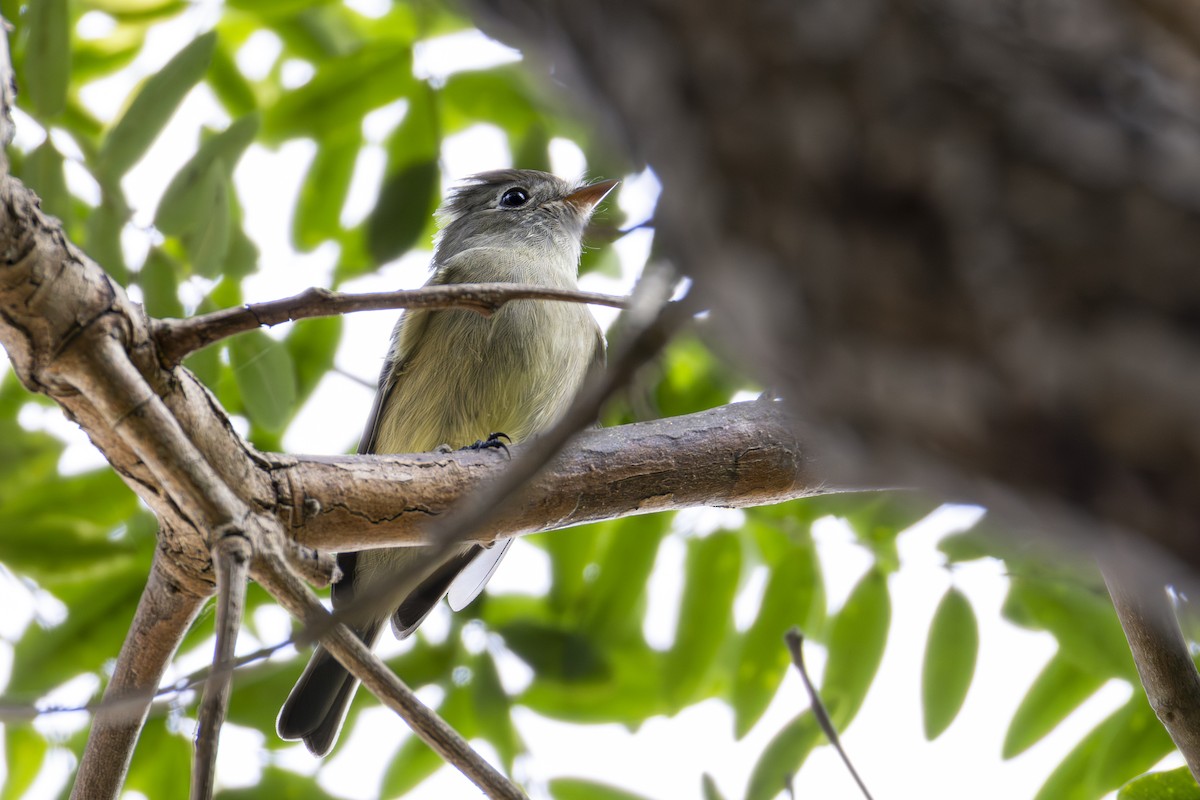 Hammond's Flycatcher - ML642600936
