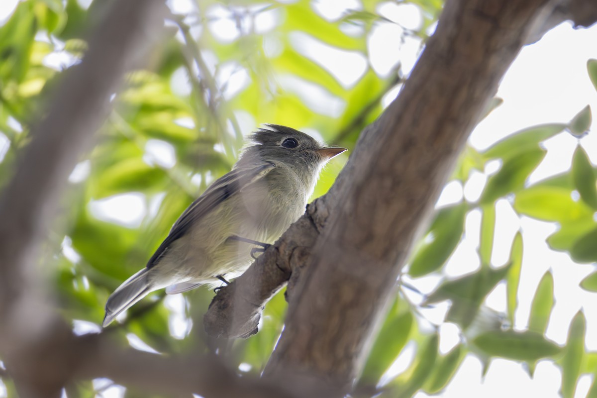 Hammond's Flycatcher - ML642600939