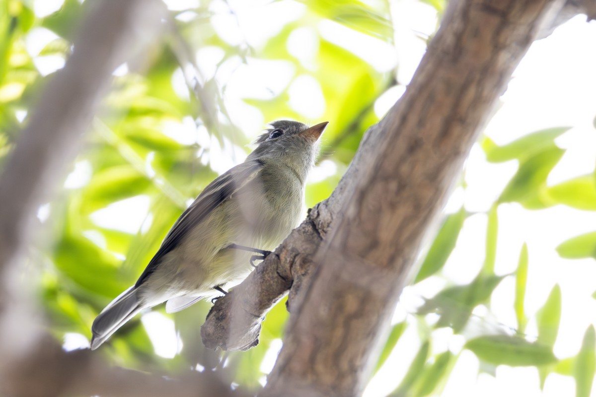 Hammond's Flycatcher - ML642600945