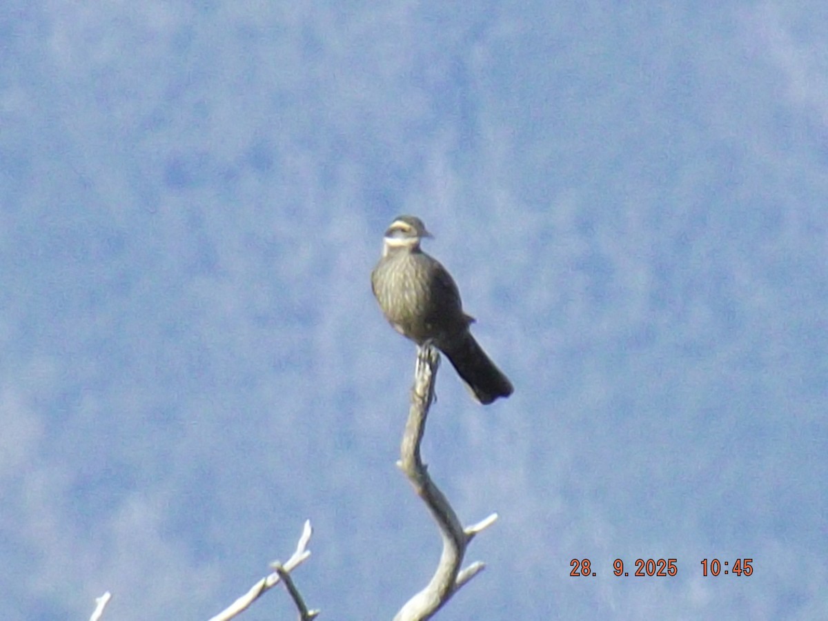 Dark-bellied Cinclodes - ML642600947