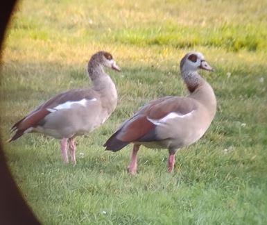 Egyptian Goose - ML642600948