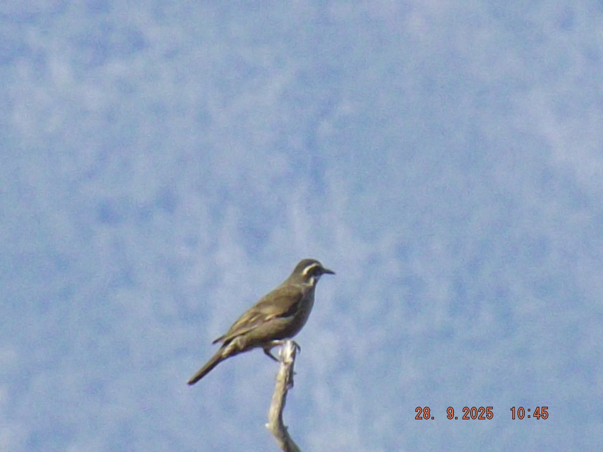 Dark-bellied Cinclodes - ML642600949