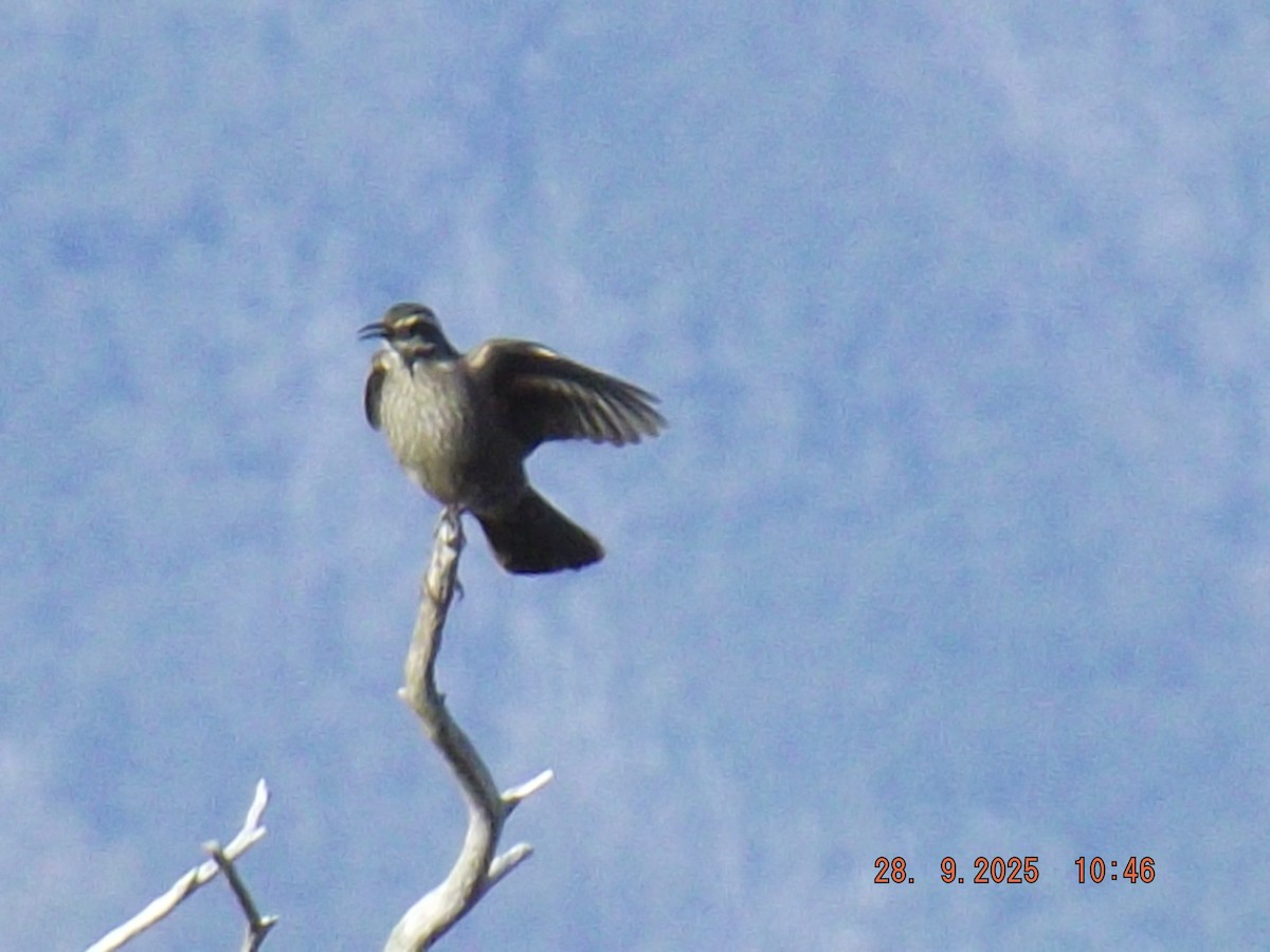 Dark-bellied Cinclodes - ML642600950