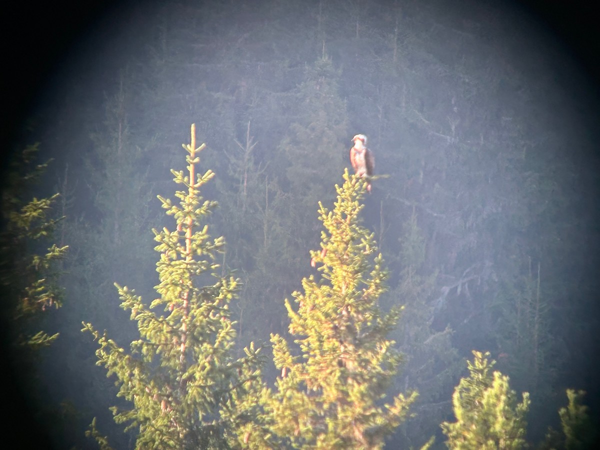 Osprey (Eurasian) - ML642600967