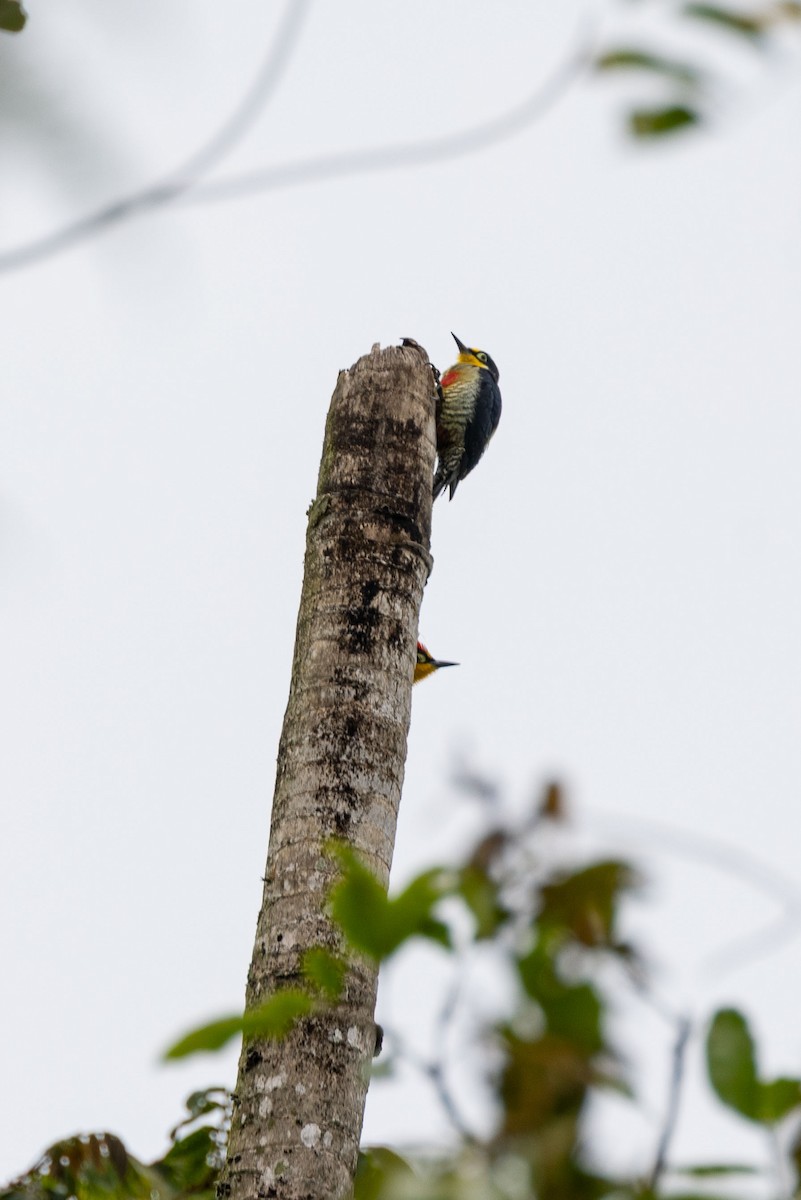 Yellow-fronted Woodpecker - ML642600968