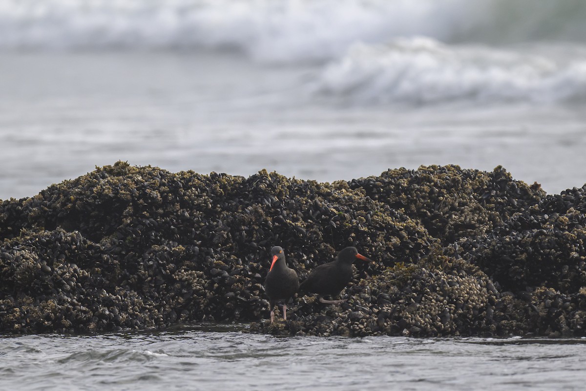 Black Oystercatcher - ML642600999