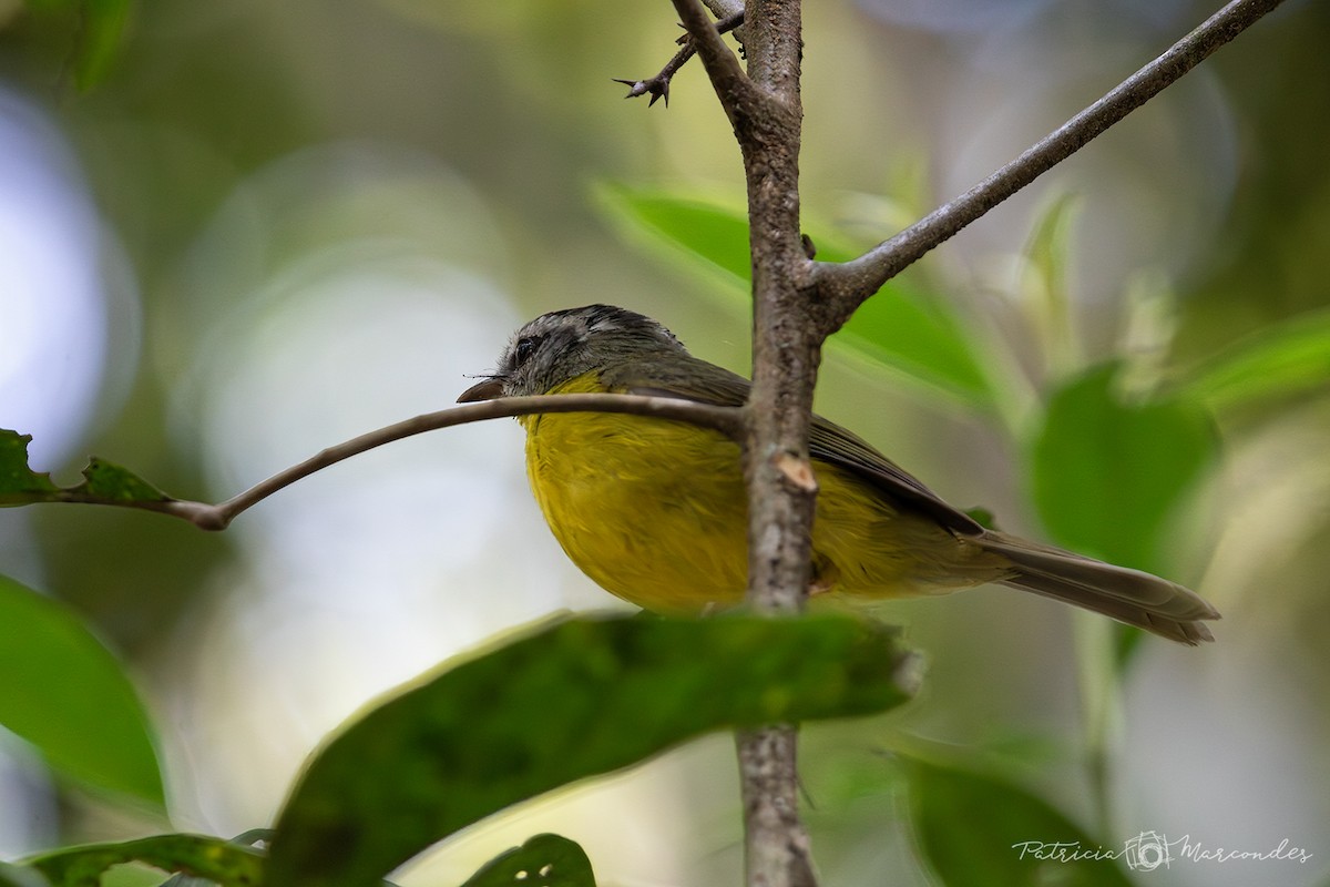 Golden-crowned Warbler - ML642601005