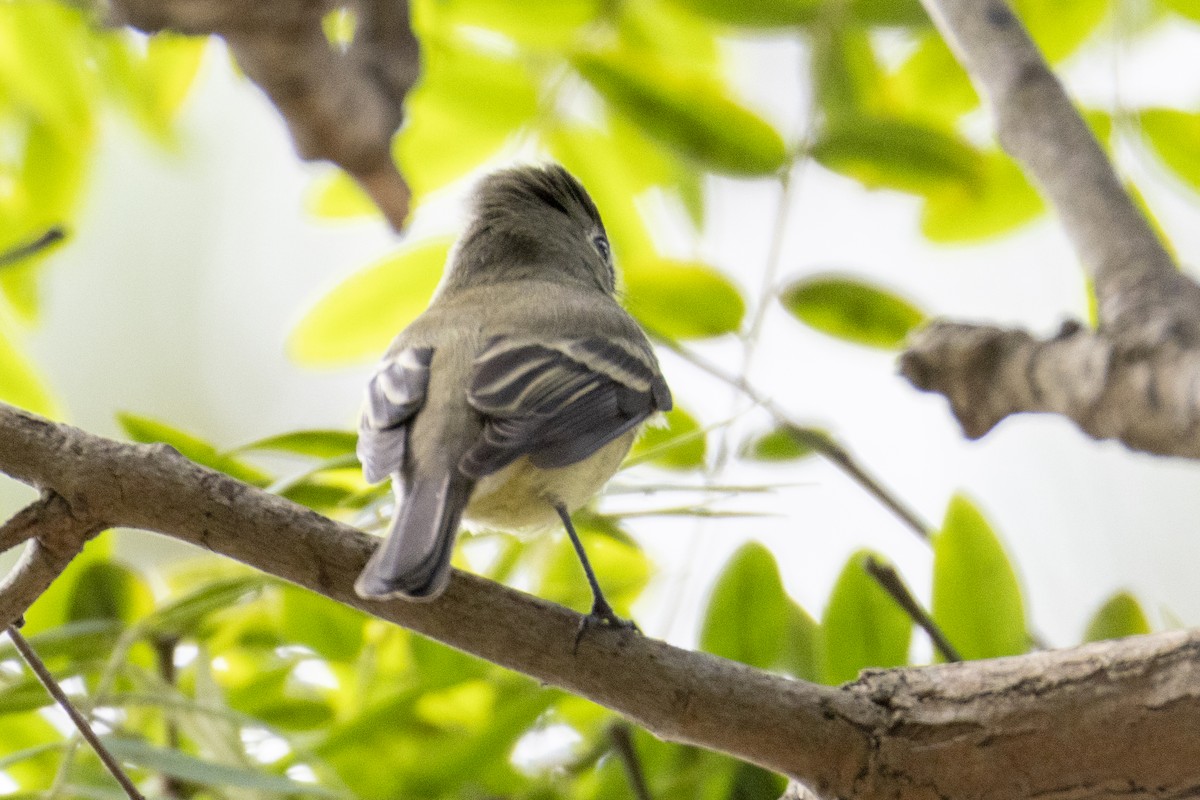 Hammond's Flycatcher - ML642601007