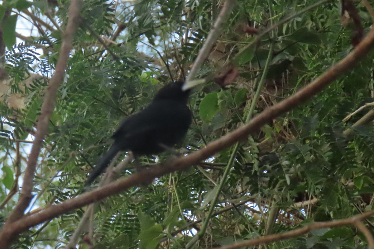 Solitary Black Cacique - ML642601008