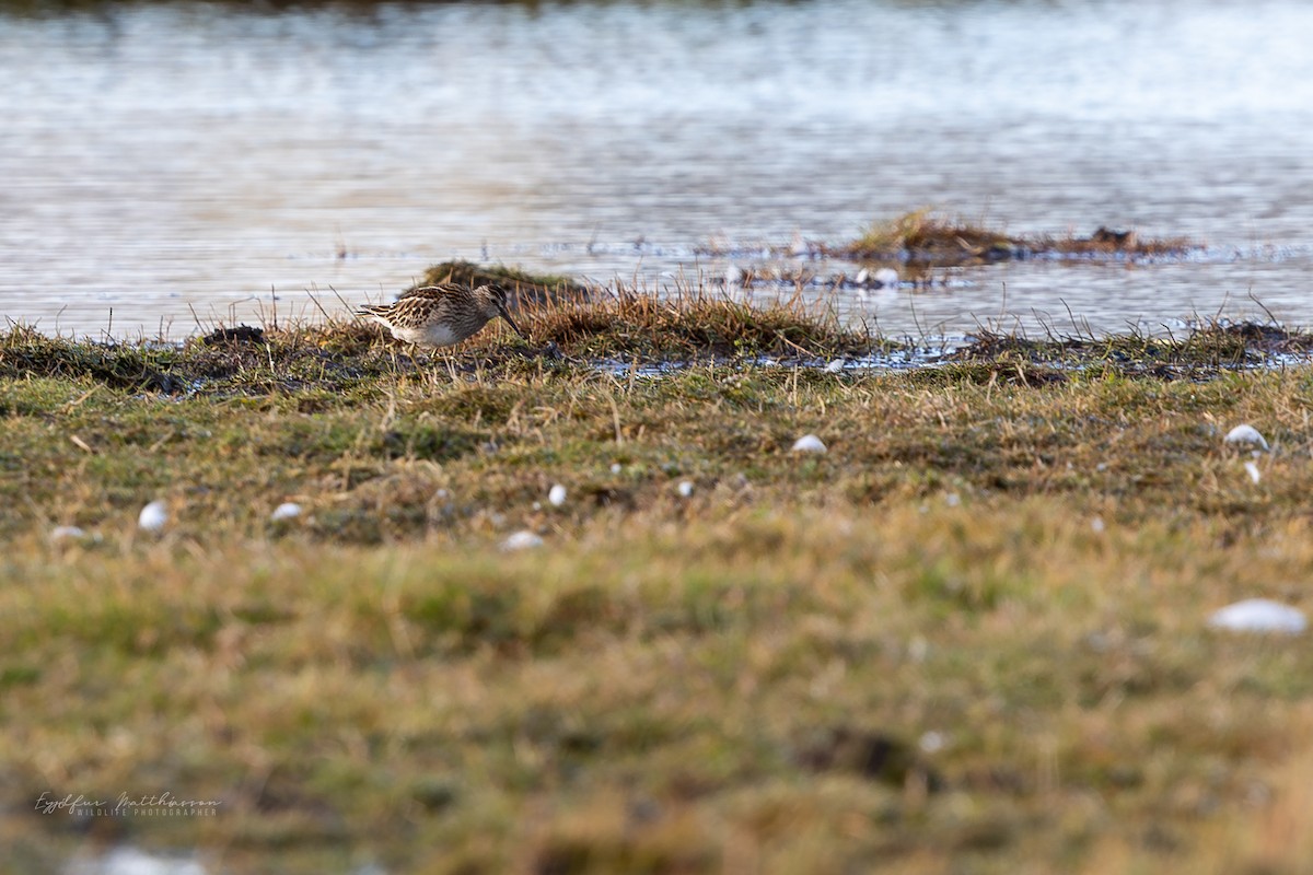 Pectoral Sandpiper - ML642601031