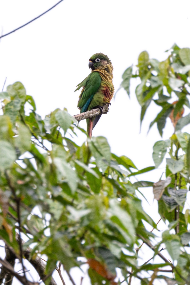 Maroon-bellied Parakeet - ML642601033