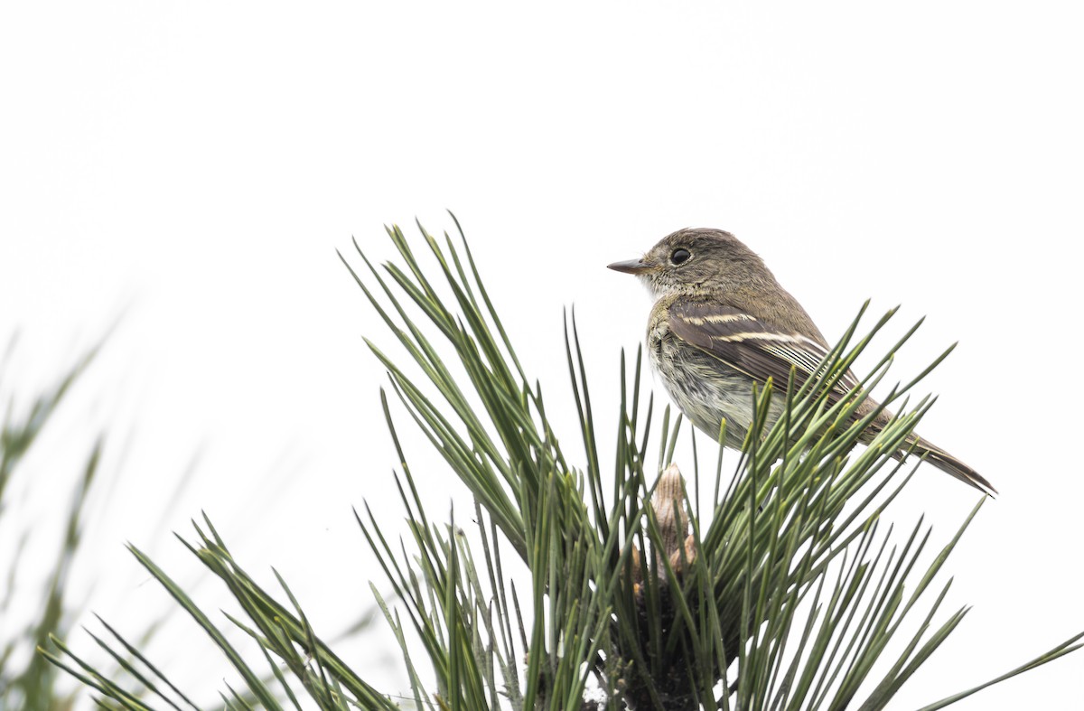 Alder Flycatcher - ML642601039